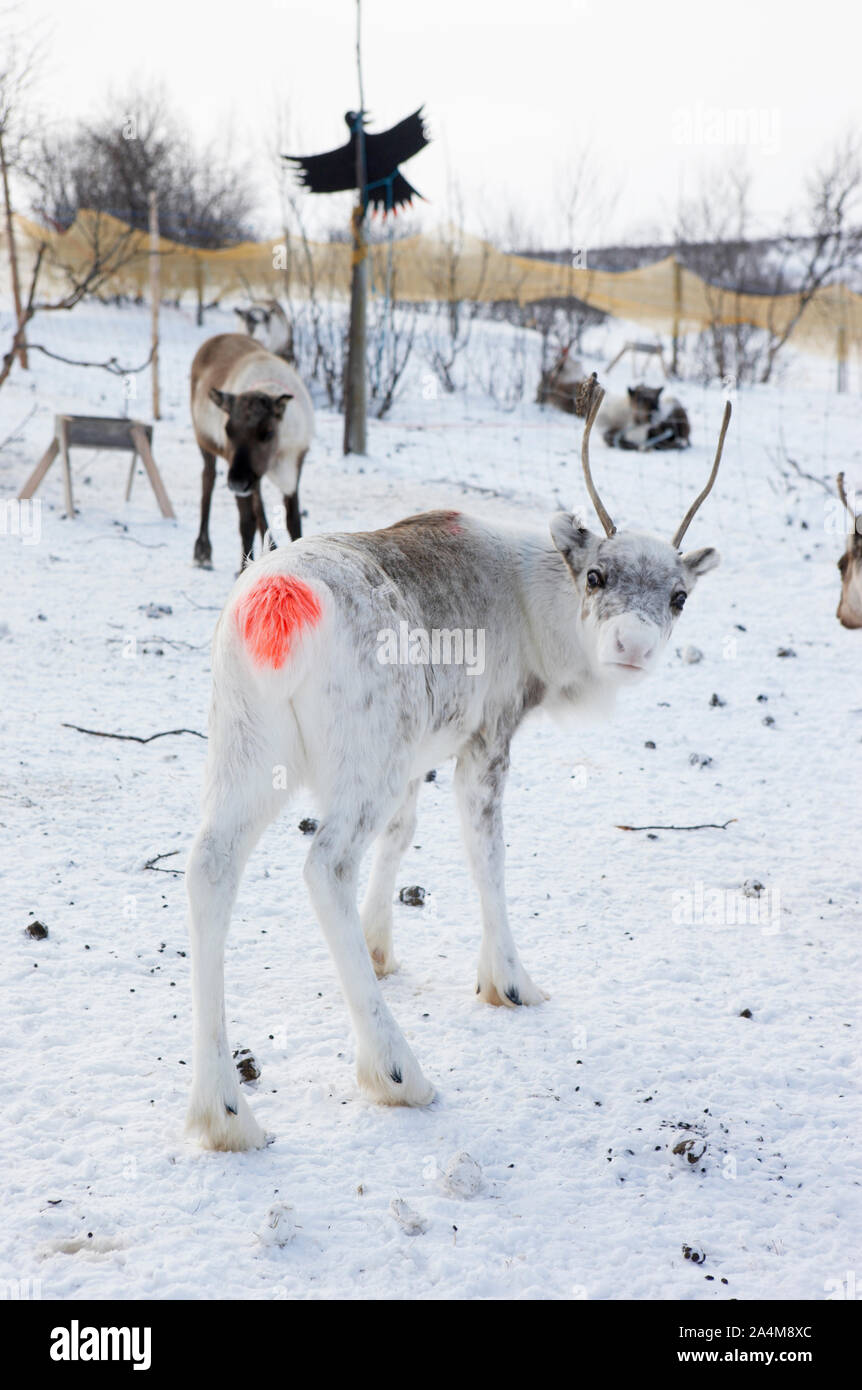 Reindeers on Finnmarksvidda Stock Photo