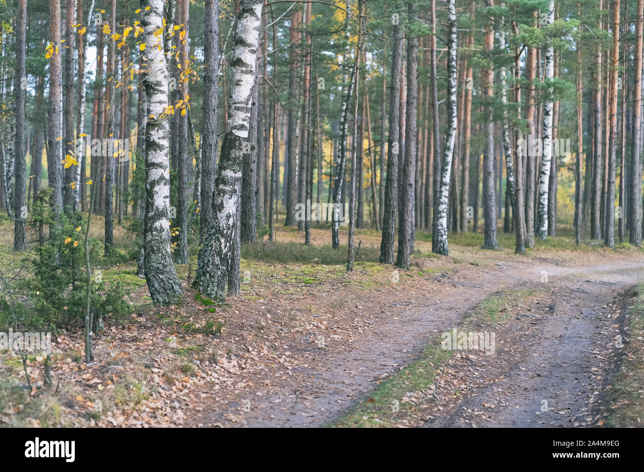 Fork in a woodland path Stock Photo Alamy