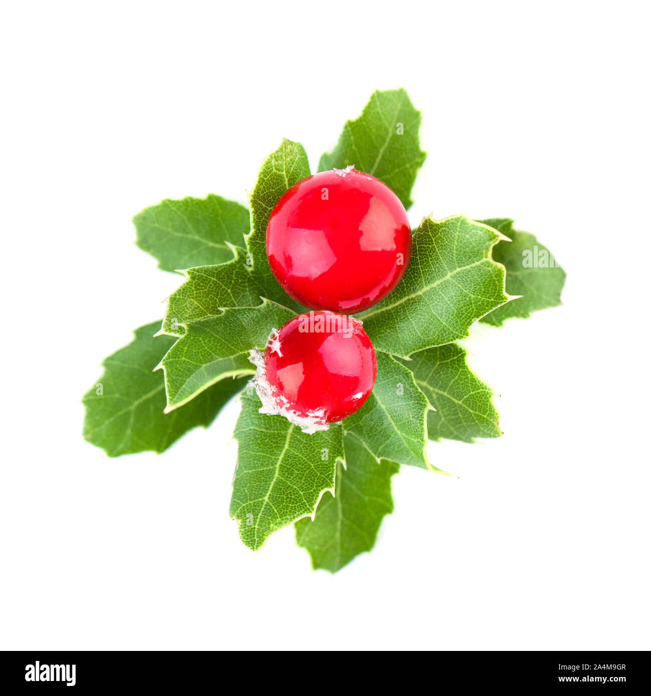 Christmas holly with red berries and green leaves isolated on white ...