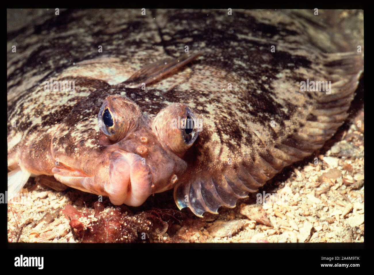 Flatfish Flounder fluke Platichthys flesus Stock Photo Alamy