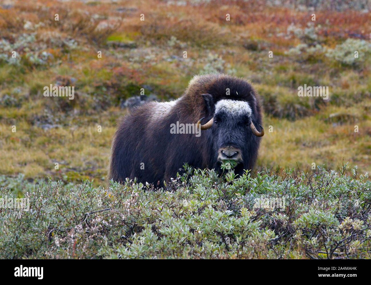 Musk ox at Dovrefjell, Norway Stock Photo