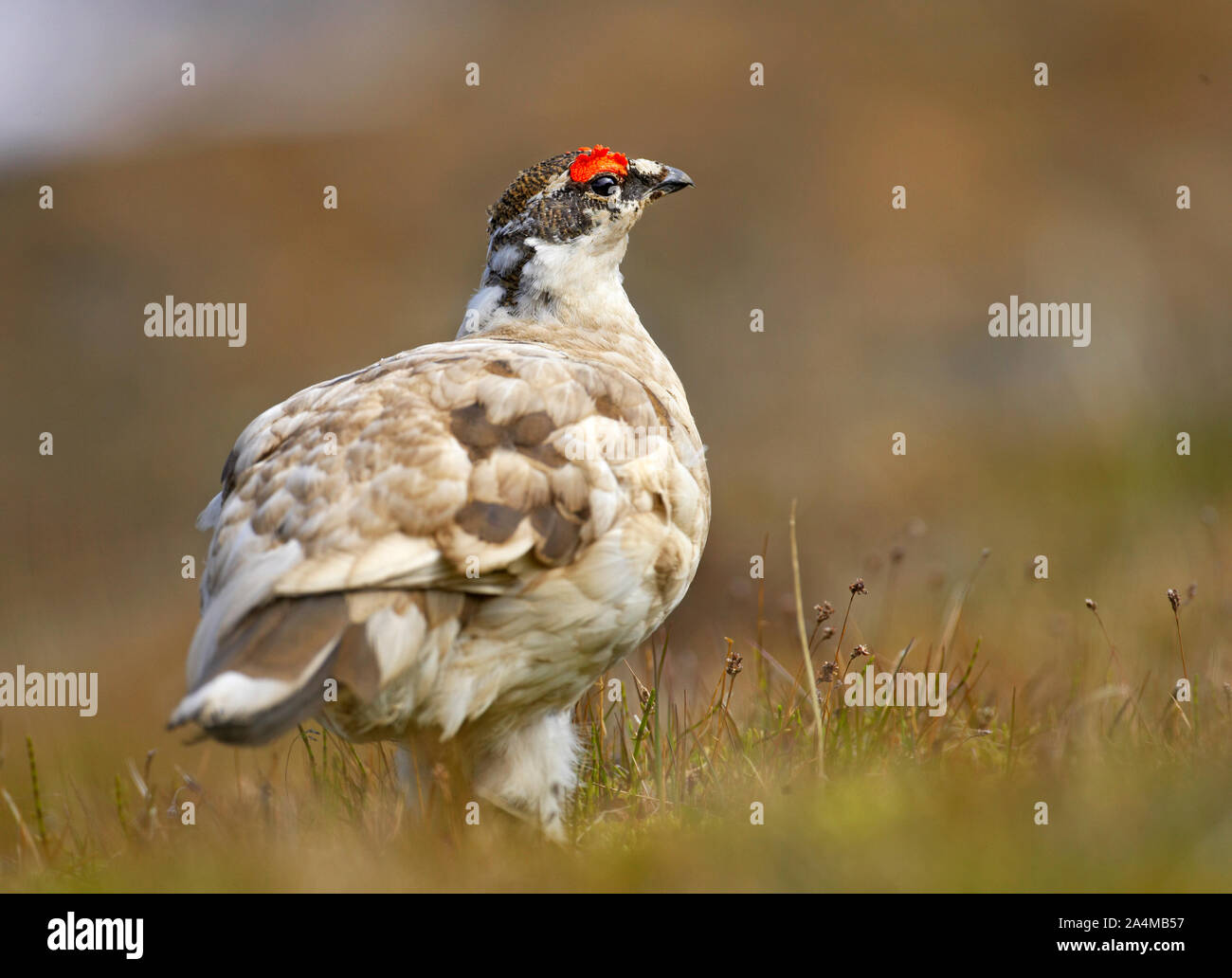 Male grouse Stock Photo