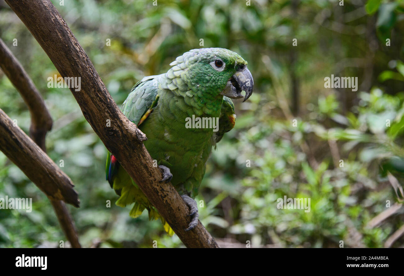 Orangewinged amazon (Amazona amazonica), Ecuador Stock Photo Alamy