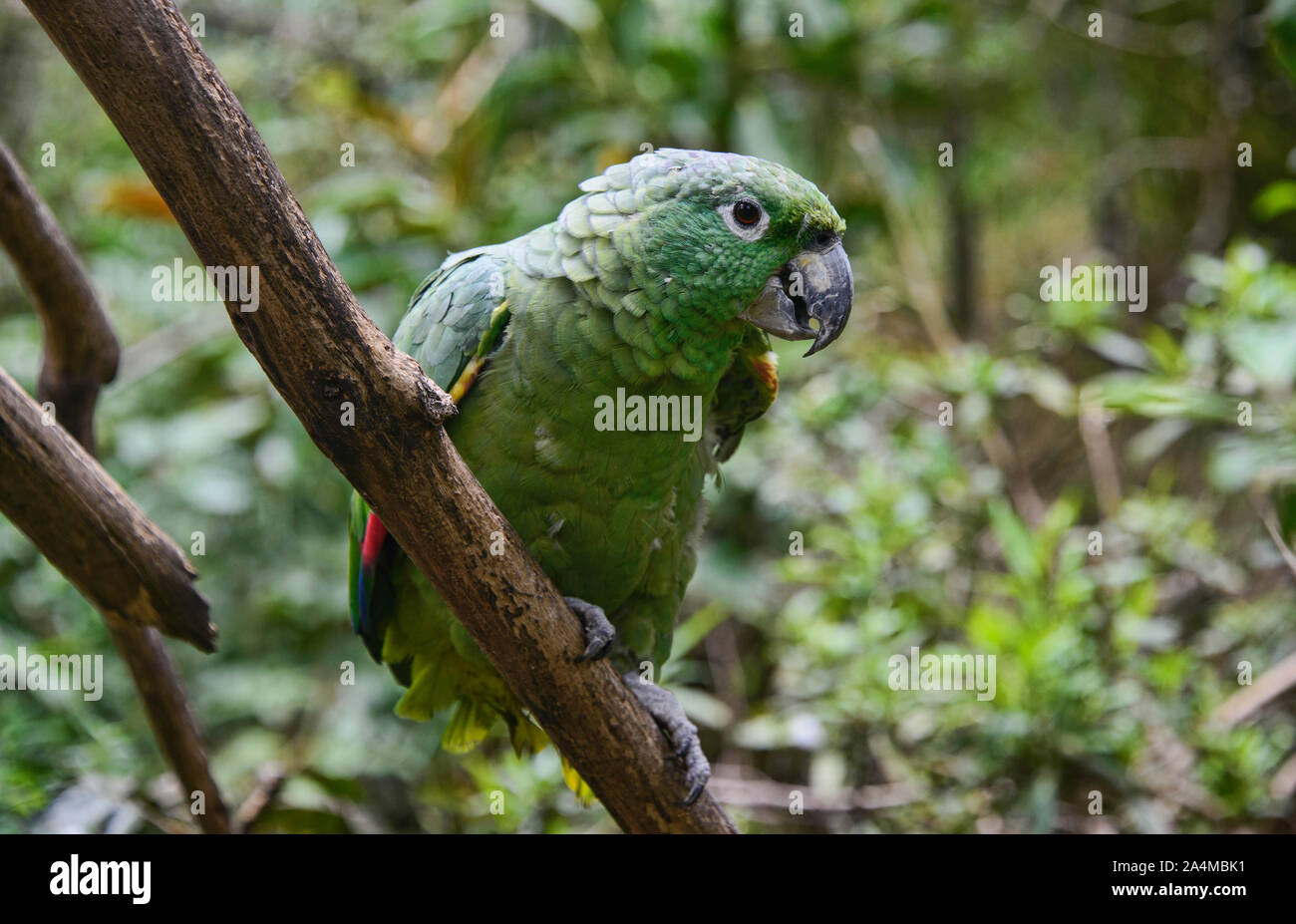 Southern mealy parrot (Amazona farinosa), Ecuador Stock Photo