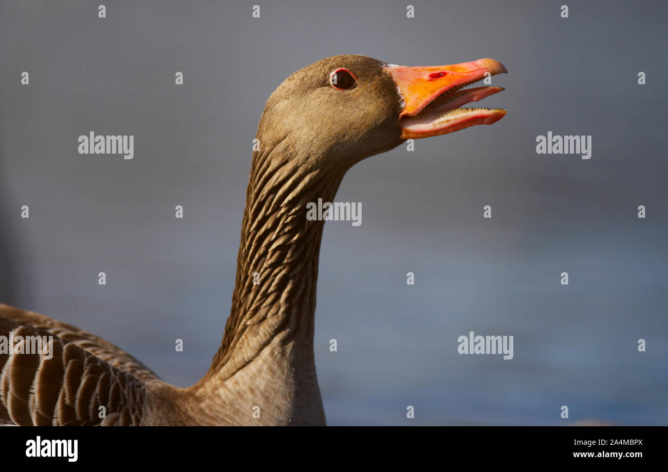 Goose. Beak. Stock Photo