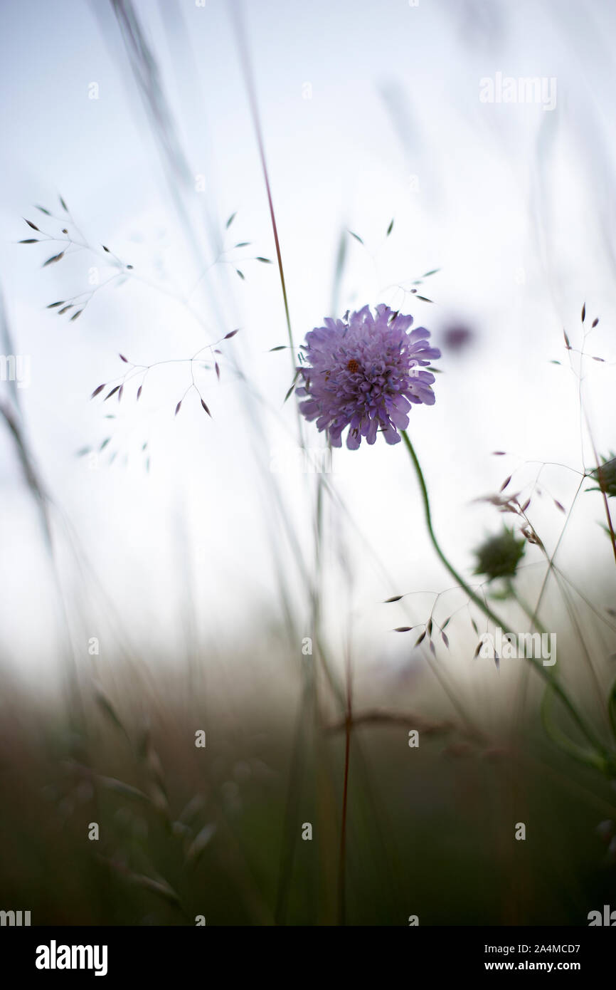 Purple flower. Meadow Stock Photo - Alamy