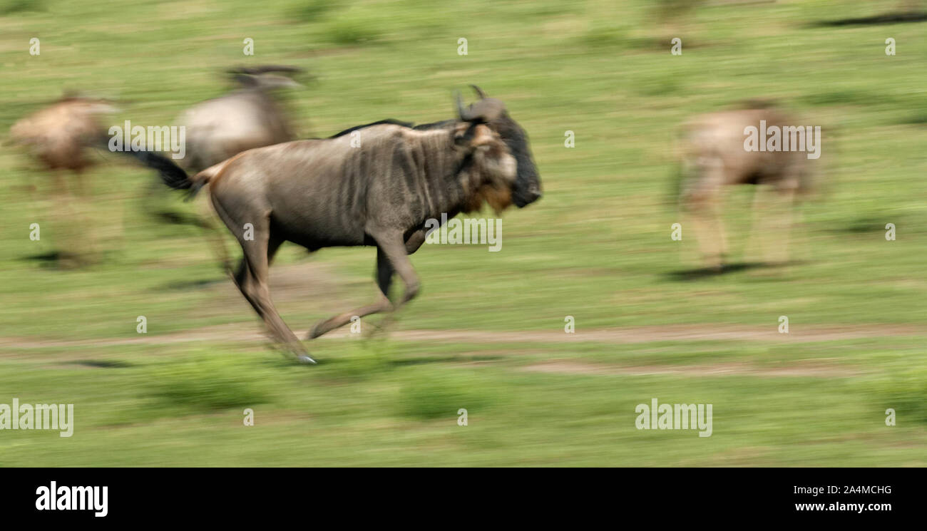Gnus (Wildebeests) running. Masai Mara, Kenya, Africa. Stock Photo