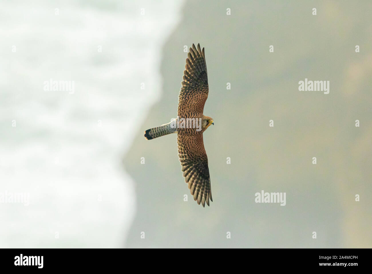 Common Kestrel (Falco tinnunculus), flying over the Nazare beach, Portugal with the sea in the background Stock Photo