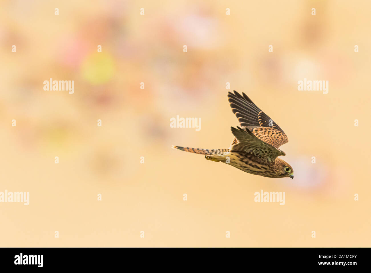 Common Kestrel (Falco tinnunculus), flying over the Nazare beach, Portugal with people on the background Stock Photo