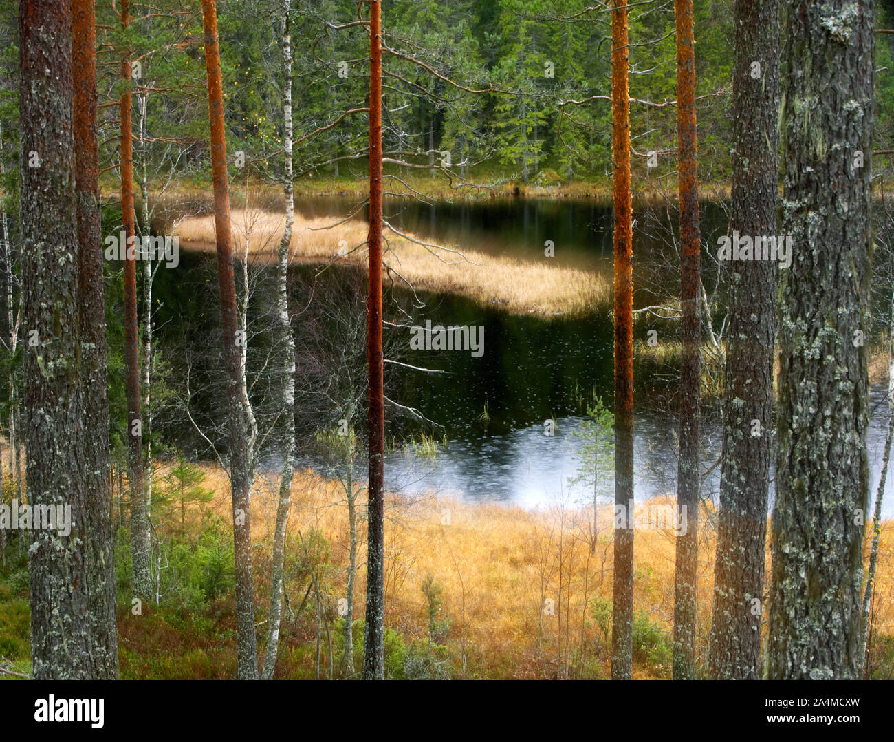 Forest, Finnskogen in Norway Stock Photo