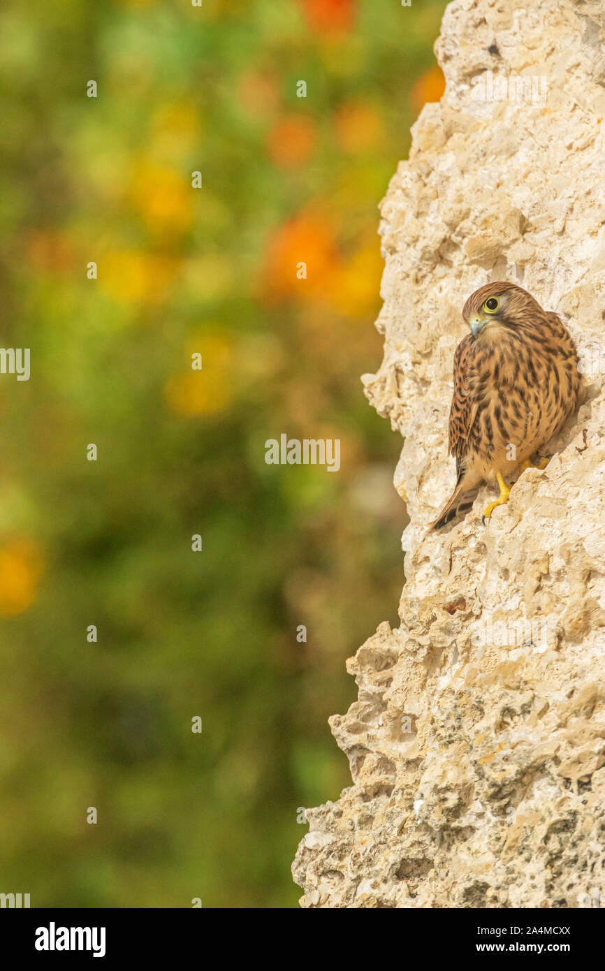 Common Kestrel (Falco tinnunculus), on the rocks at Nazare beach, Portugal, with colored flowers on the background Stock Photo