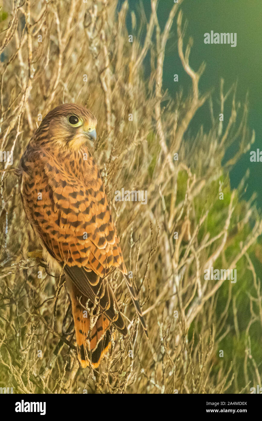Common Kestrel (Falco tinnunculus), on branches at Nazare beach, Portugal Stock Photo