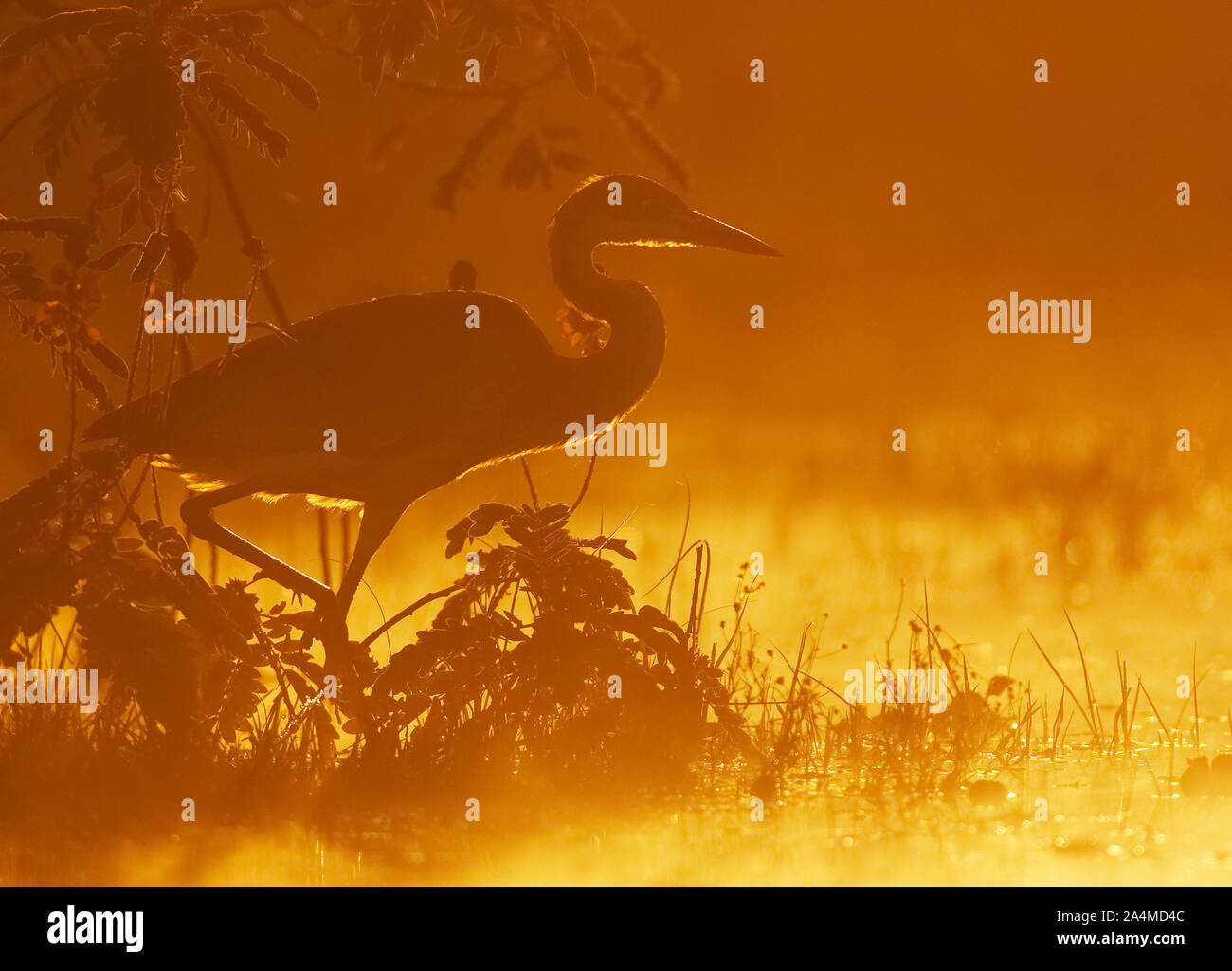 Heron in wetlands. Lake Naivasha, Kenya, Africa. Haze. Mist. Stock Photo