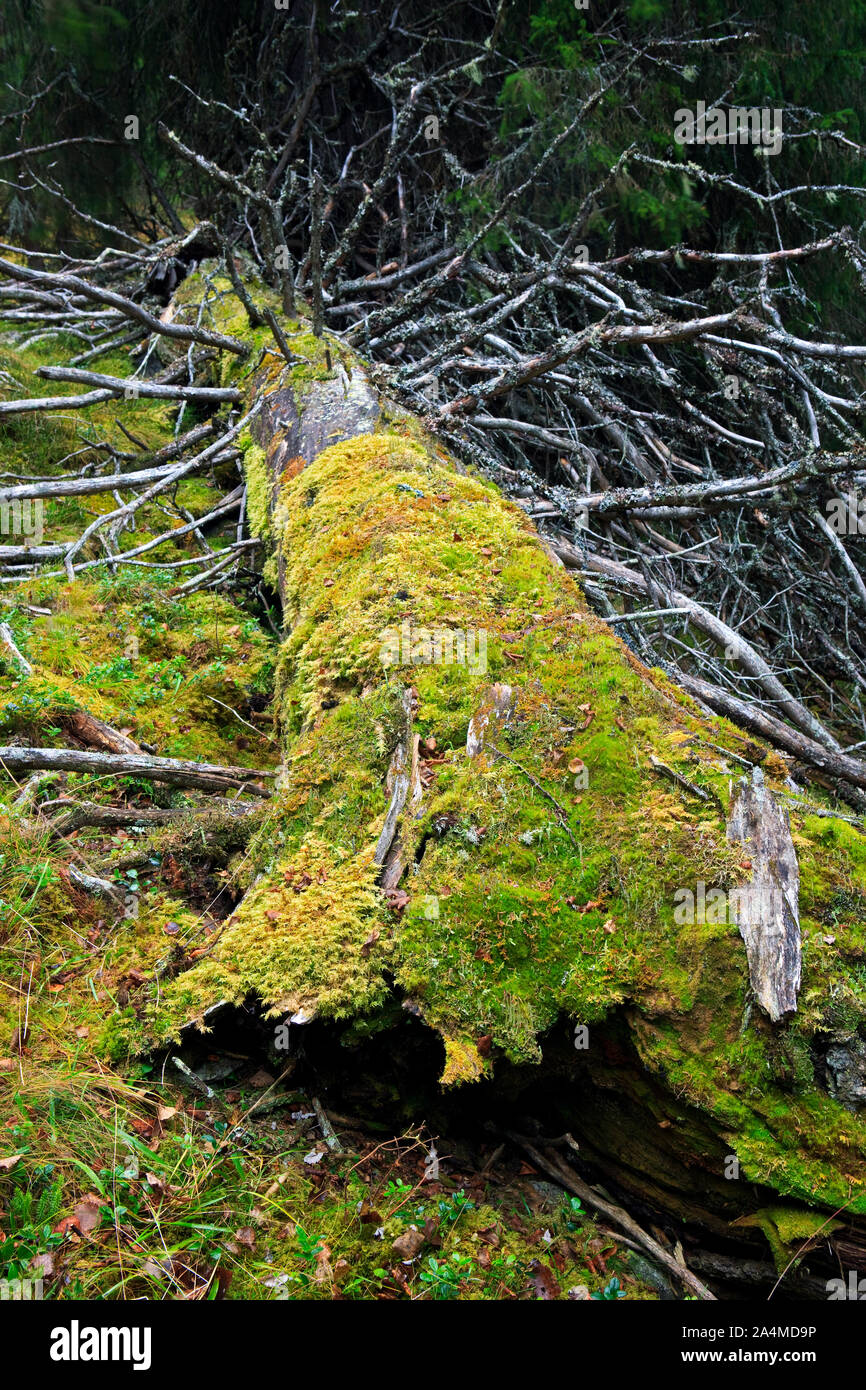 Virgin forest in Engerdal valley, Norway, Scandinavia Stock Photo