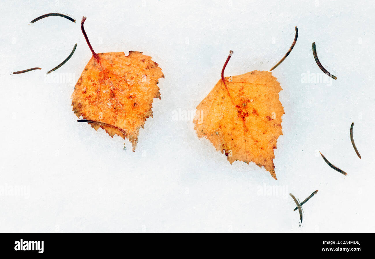 Orange birch leaves on white background Stock Photo