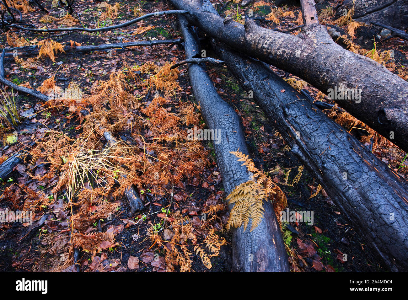 Scorched tree trunks and forest floor after fire Stock Photo
