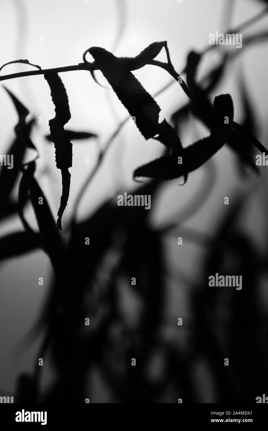 Decorative plants Black and White Stock Photos & Images - Alamy
