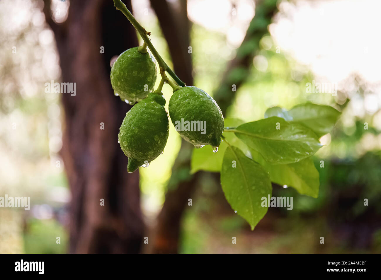 Green fresh lime hanging on tree with rain drops, closeup Stock Photo