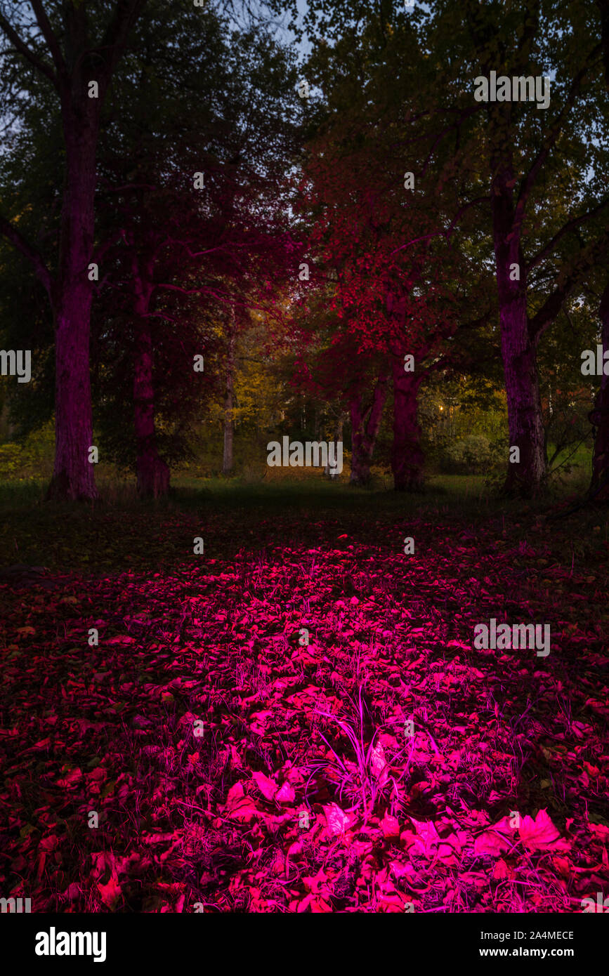 Night vision forest hi-res stock photography and images - Alamy