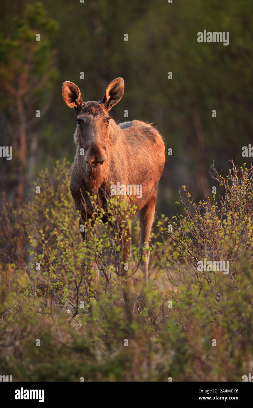 A moose in National park Stock Photo