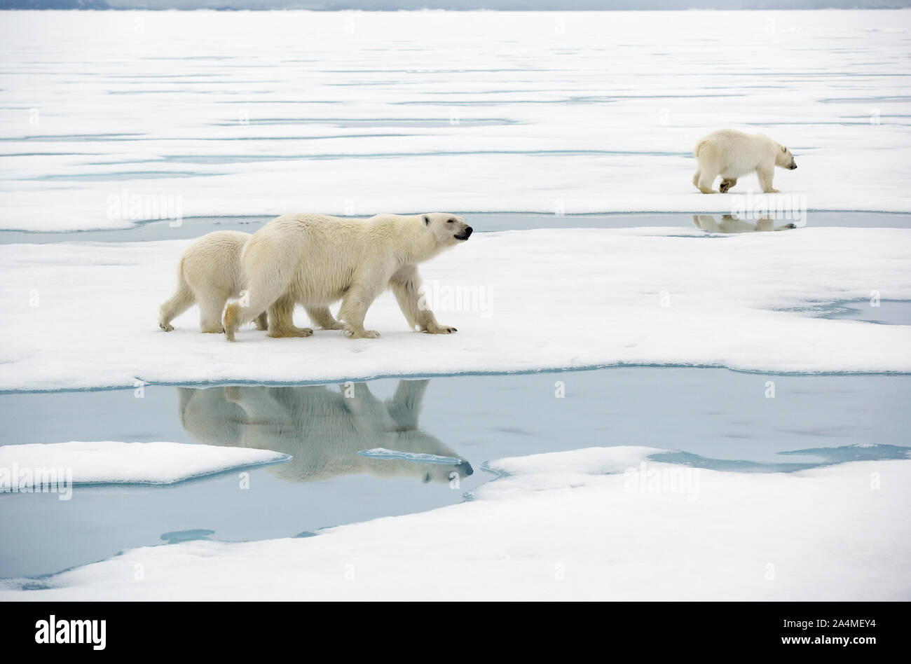 Polar bears family hi-res stock photography and images - Alamy