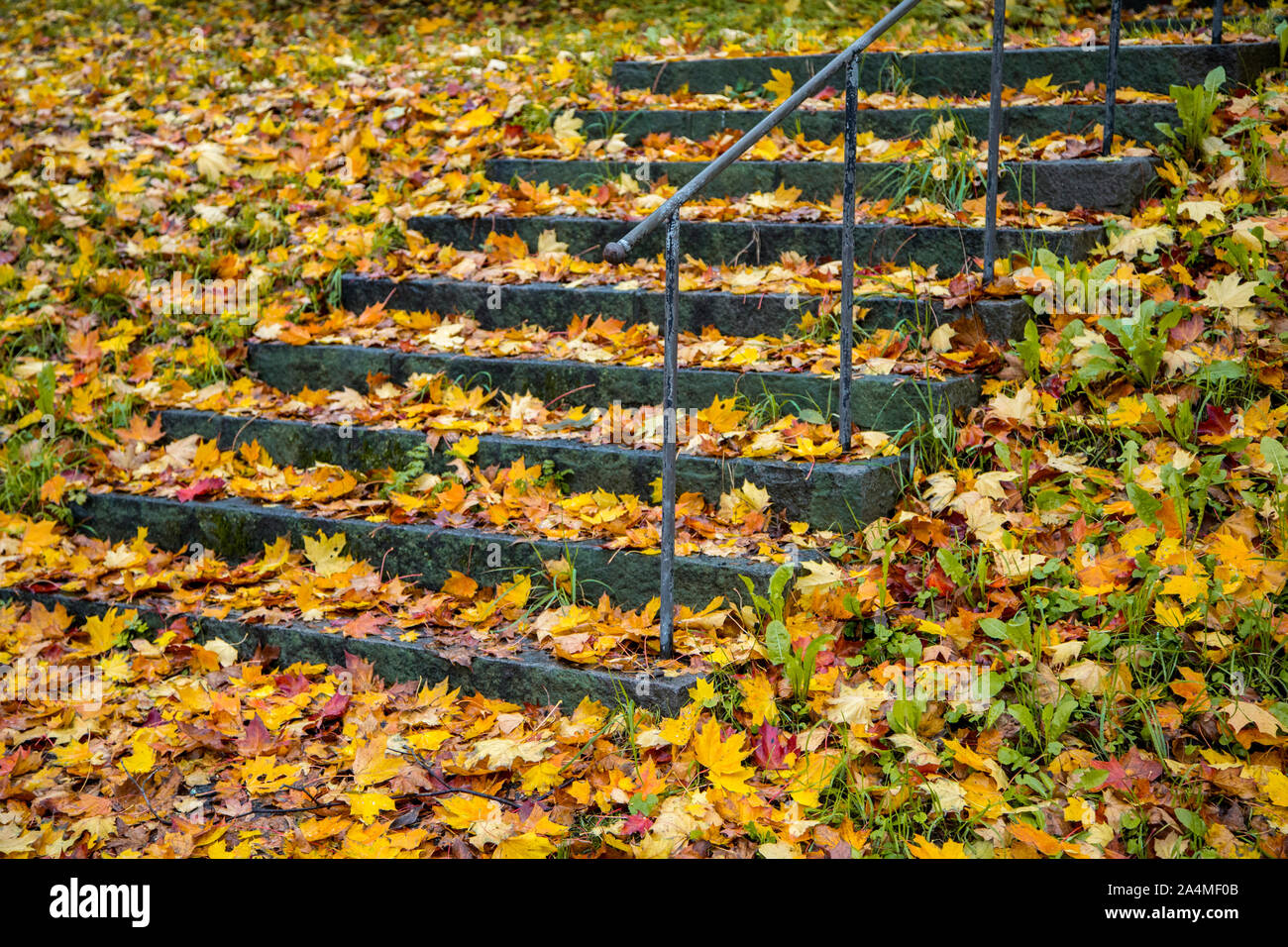Autumn leaves on steps in park Stock Photo
