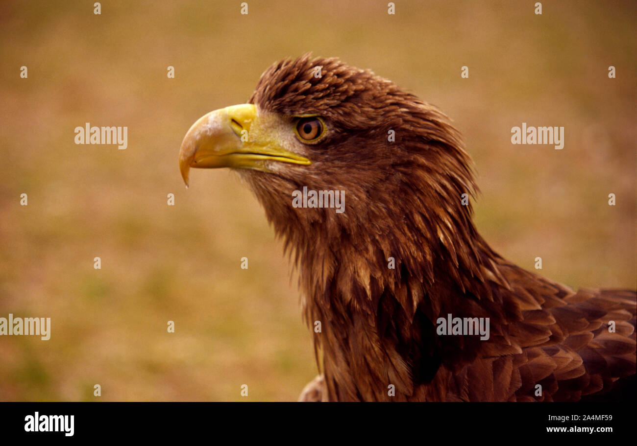 Eagle's beak Stock Photo