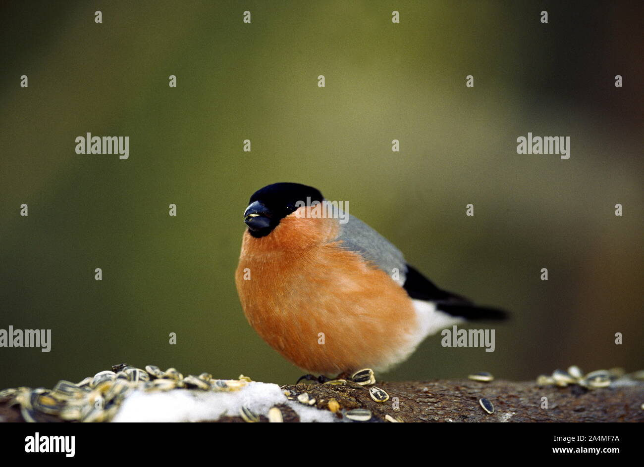 Dompap Bullfinch Stock Photo Alamy