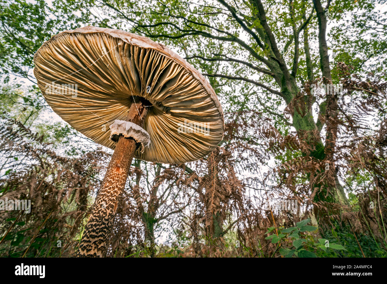 underside-of-parasol-mushroom-macrolepiota-procera-showing-gills-and