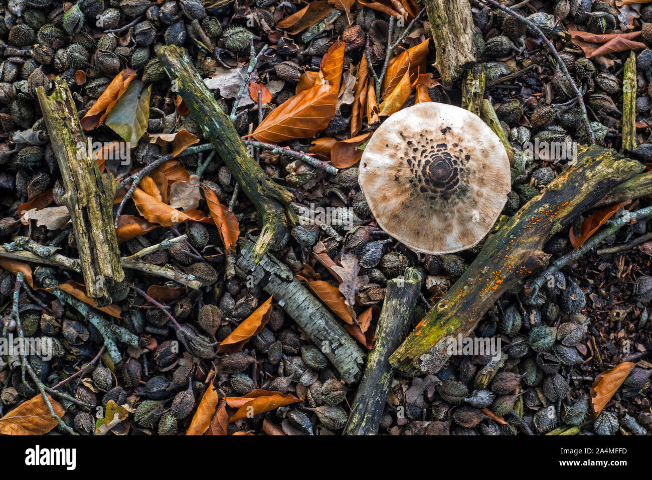 Parasol mushroom (Macrolepiota procera) and fallen beech nuts / cupules / husks on the forest floor in autumn / fall Stock Photo