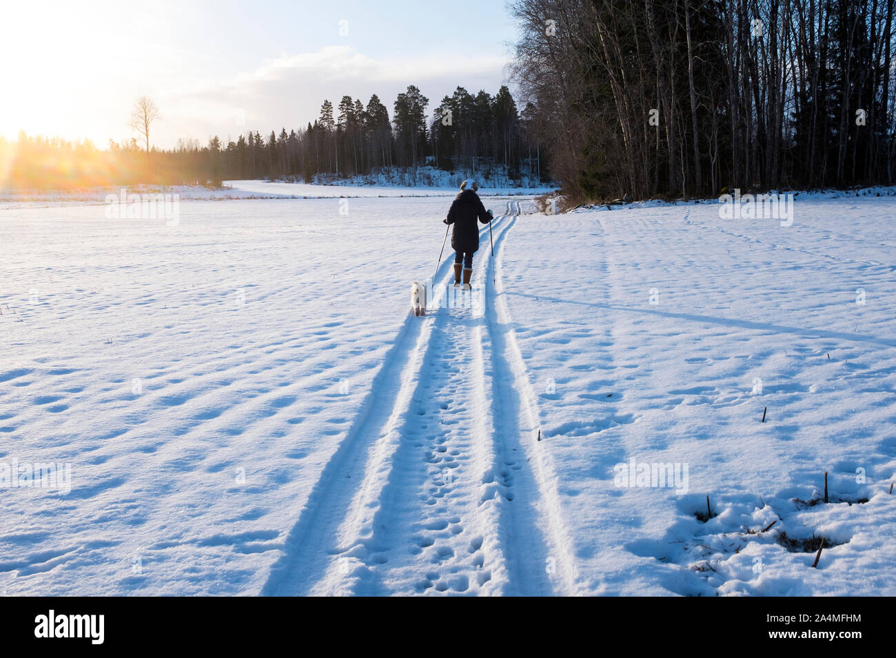 Dog with owner walking in winter Stock Photo