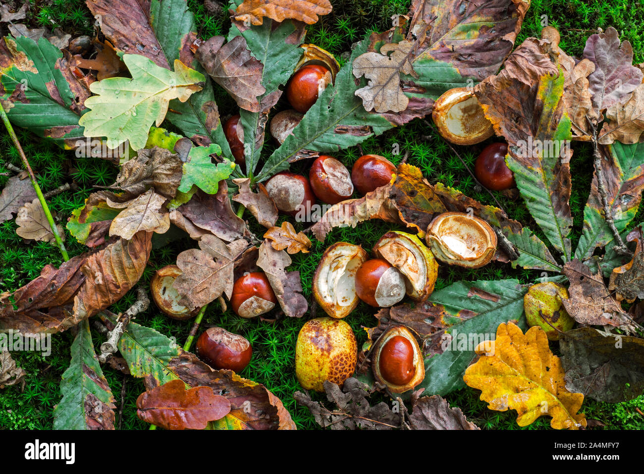 Fallen conkers / horse-chestnuts and leaves from the horse-chestnut tree / conker tree (Aesculus hippocastanum) on the forest floor in autumn woodland Stock Photo