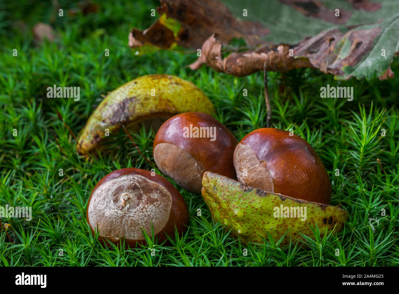 Fallen conkers / horse-chestnuts from the horse-chestnut tree / conker tree (Aesculus hippocastanum) on the forest floor in autumn woodland Stock Photo