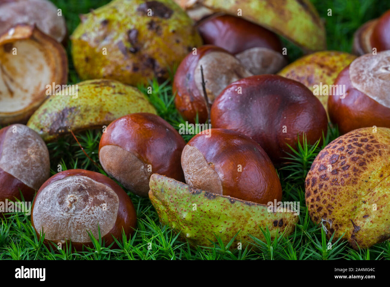 Fallen conkers / horsechestnuts from the horsechestnut tree / conker