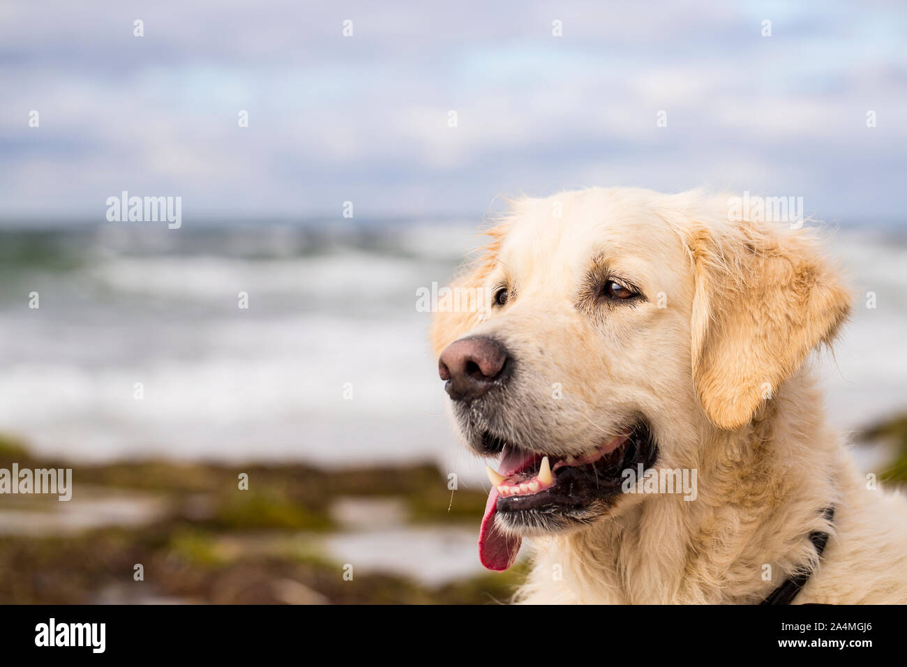 Golden color water hi-res stock photography and images - Alamy