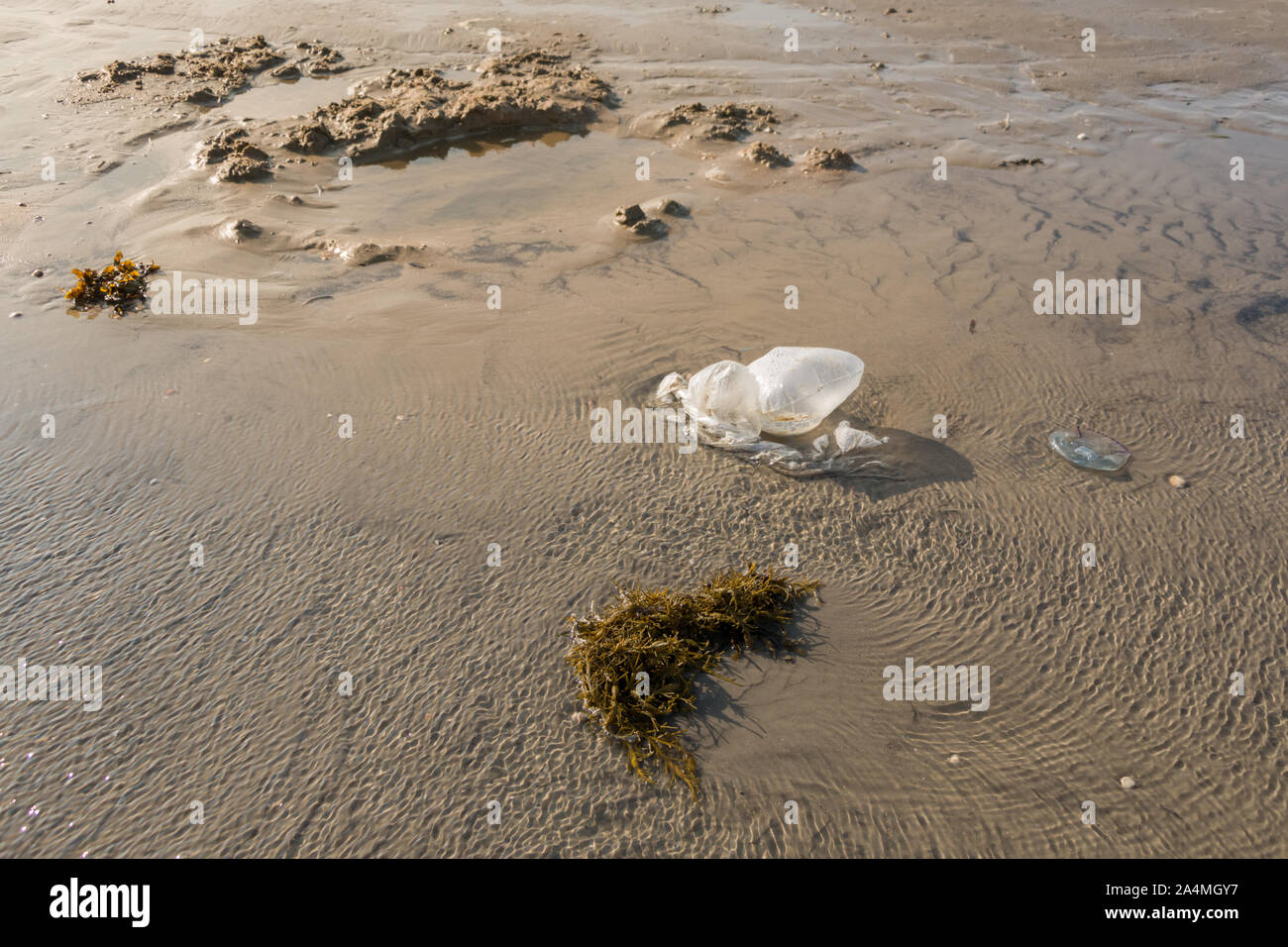 plastic bag beach