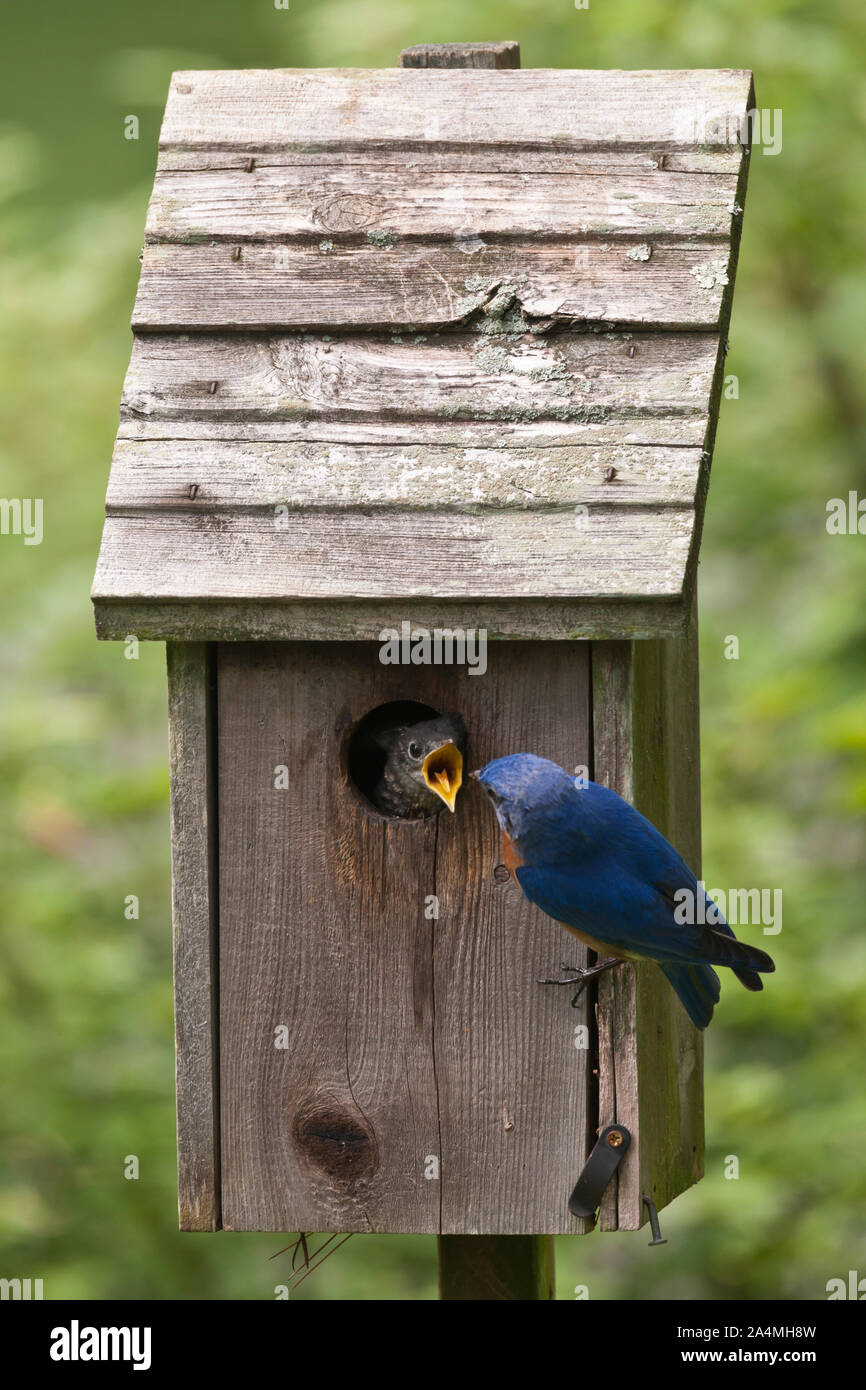 Bird feeding chick in birdhouse Stock Photo