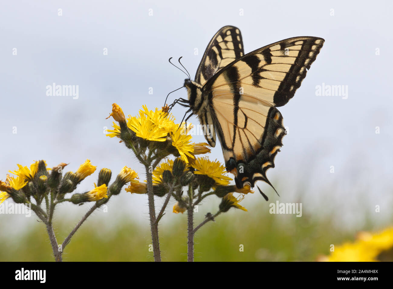 Butterfly on wildflowers Stock Photo