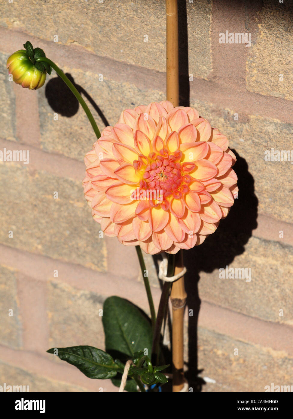 Anders Dahl High Resolution Stock Photography and Images - Alamy