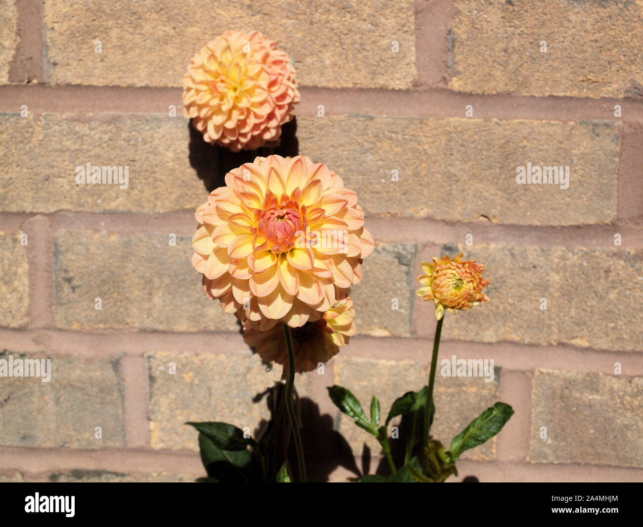 Anders dahl hi-res stock photography and images - Alamy