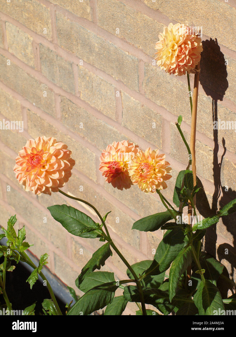 Dahlias (L.A.T.E.) blossoming, soaking up the suns rays on a  balcony in Tynemouth. The plant is a native of  Mexico and named after Anders Dahl. Stock Photo
