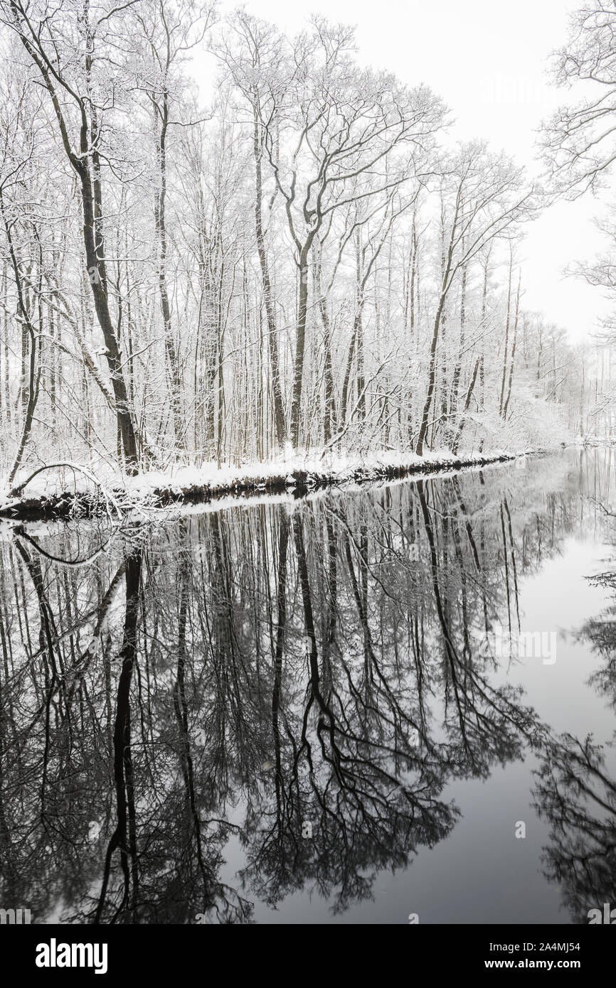 Tranquil view of river in forest Stock Photo Alamy