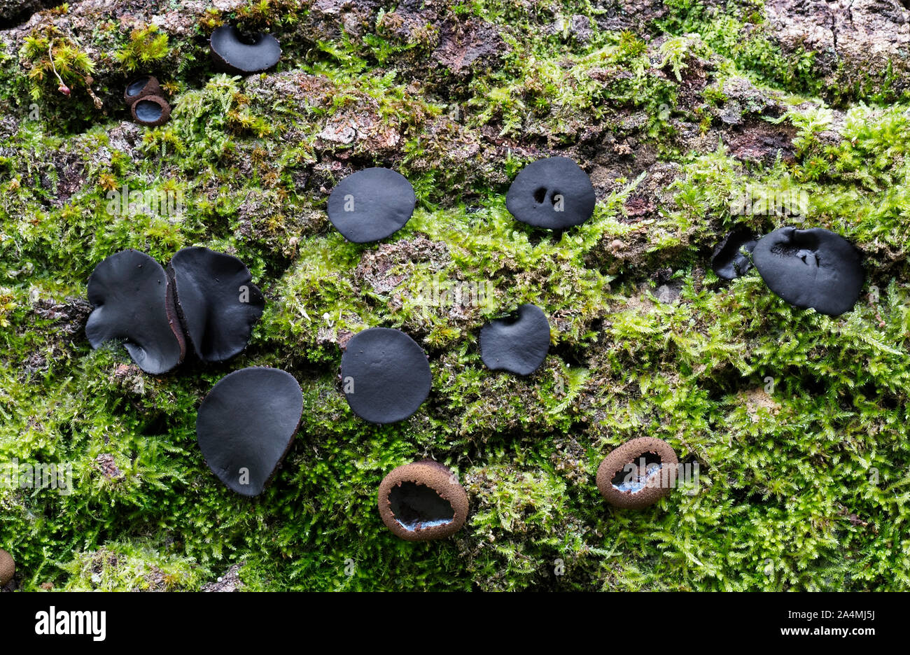 Black bulgar fungus on mossy log. Bulgaria inquinans. Aka Bachelor's or Rubber Buttons Stock Photo