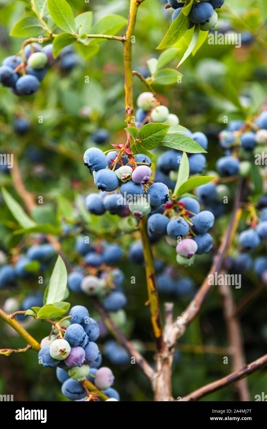 Fruit blue berry image hires stock photography and images Alamy