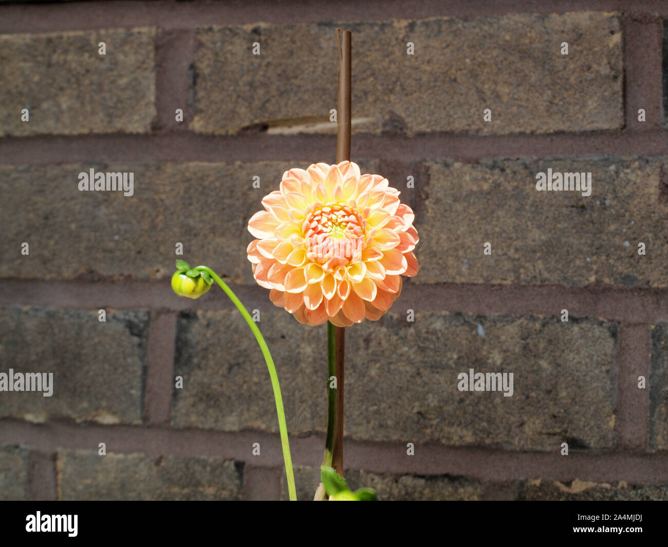 Anders dahl hi-res stock photography and images - Alamy