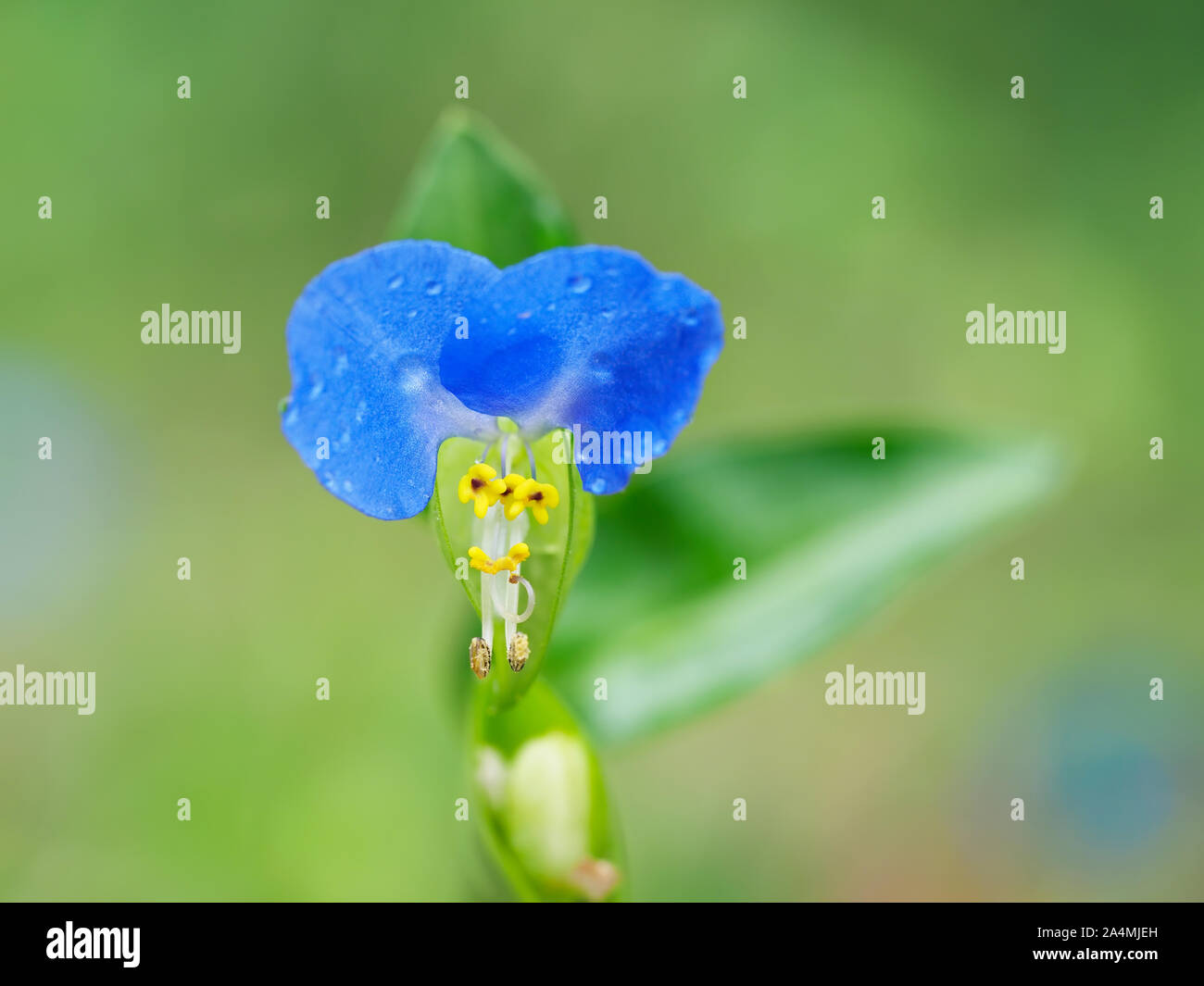 Commelina communis aka Asiatic dayflower. Detail of a single azure blue flower. Wildflower macro. Stock Photo