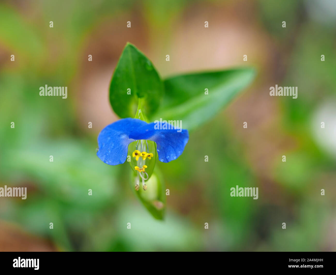 Commelina communis aka Asiatic dayflower. Detail of a single azure blue flower. Stock Photo