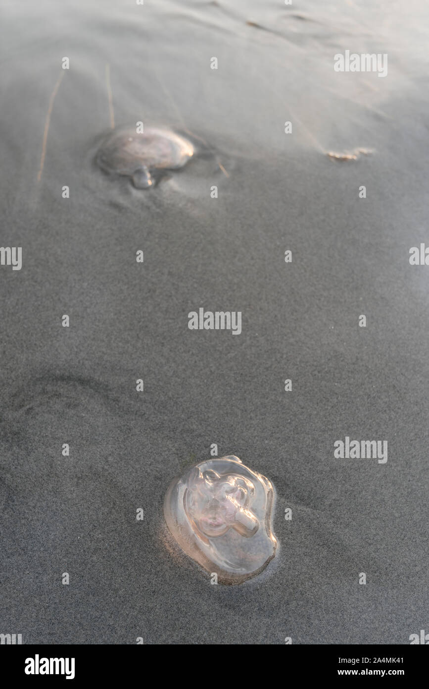 Jellyfish on sand Stock Photo