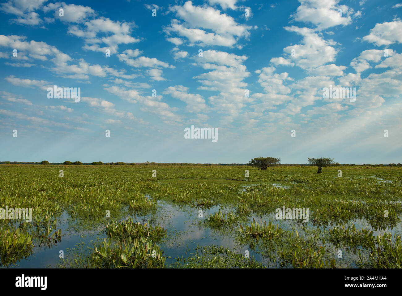 Divine light in the Brazilian Pantanal (wetlands) fields, in Mato Grosso do Sul State, Central-West region of the country Stock Photo