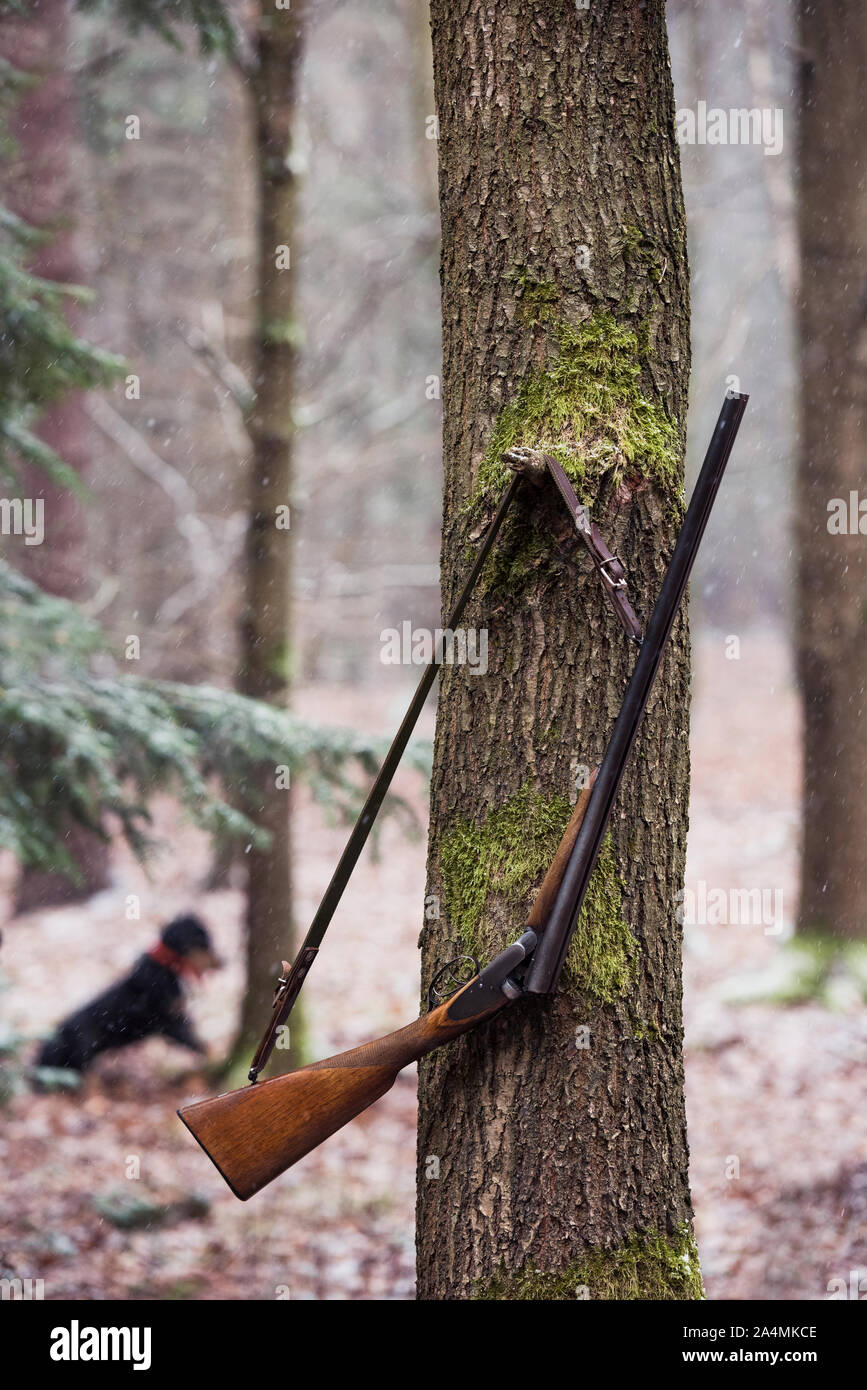 Tree Riffle Mammals of czech republic hi-res stock photography and images - Alamy